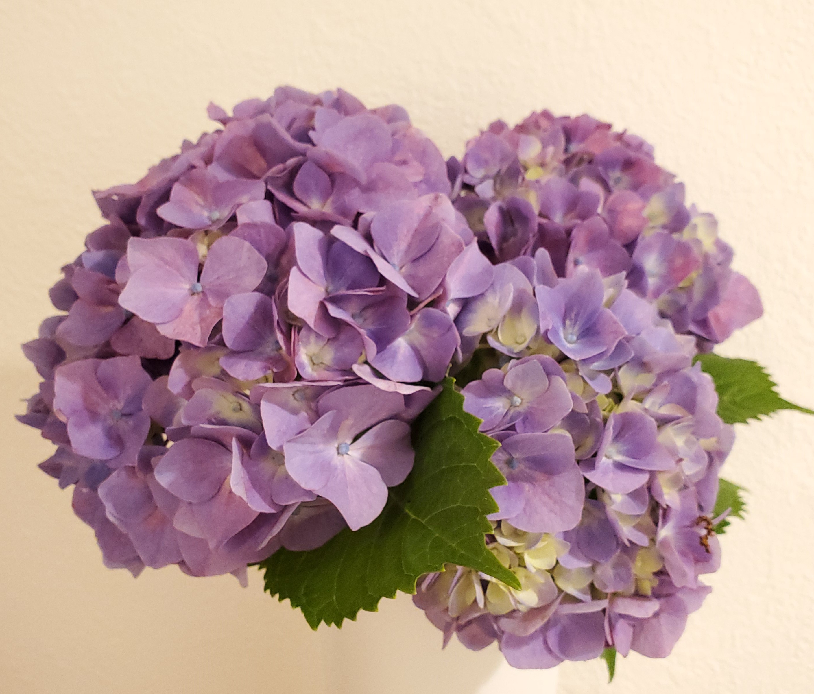色が変化する カラフルで美しく彩る花 紫陽花 アジサイ のオススメ品種をご紹介 一般社団法人 Nフラワーデザインインターナショナル