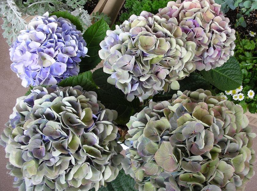 色が変化する カラフルで美しく彩る花 紫陽花 アジサイ のオススメ品種をご紹介 一般社団法人 Nフラワーデザインインターナショナル